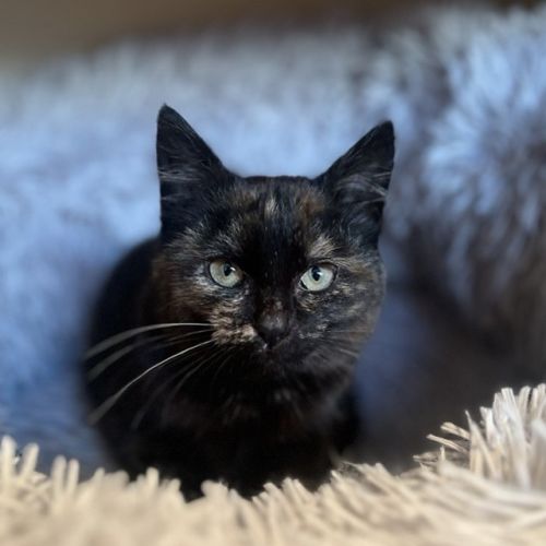 Freya