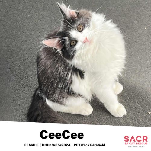 CeeCee