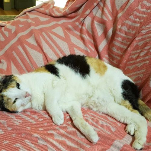 Tortie