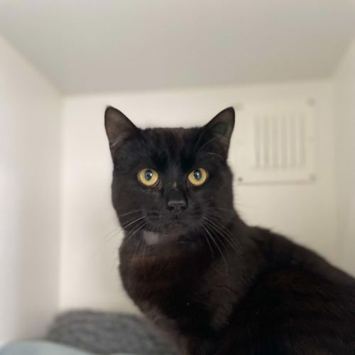 🏴‍☠️ Henry 5431 🏴‍☠️