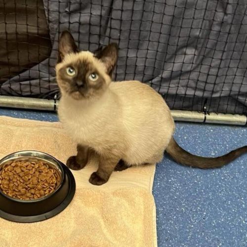 Miso