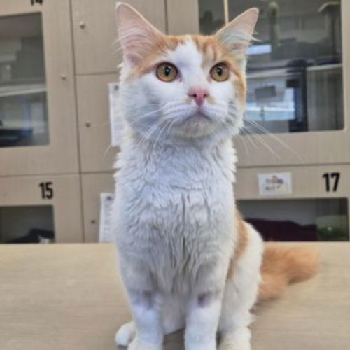 Meowlcom