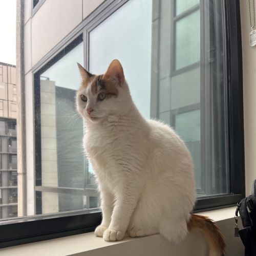 Bella - Located in Windsor