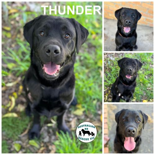 Thunder 