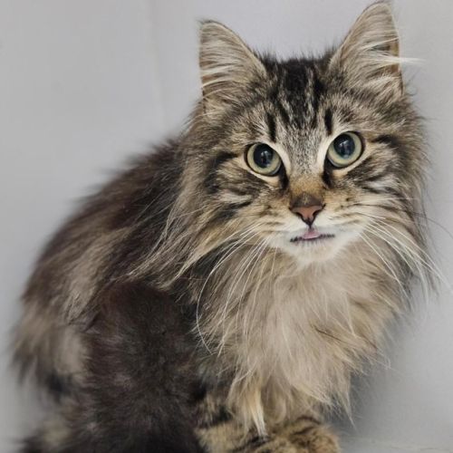 Gizmo