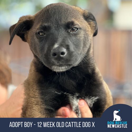 Boy - 12 Week Old Cattle Dog X (Trial)