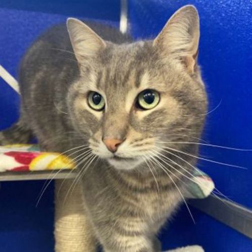 Smokey