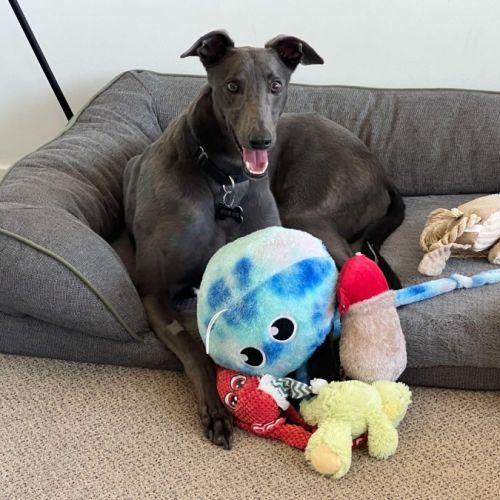 Mario, the greyhound