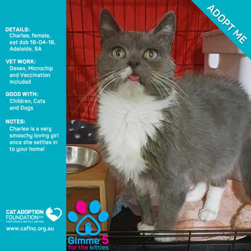 Charlee Only $39 Limited Time!