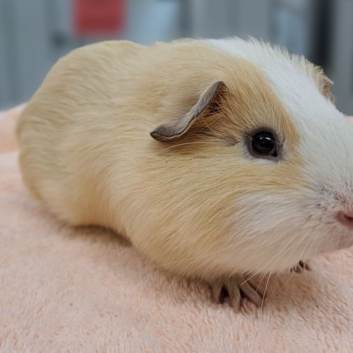 Biscuit