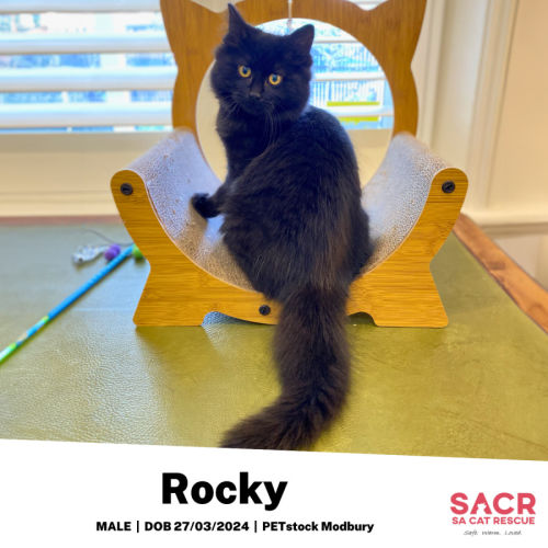 Rocky