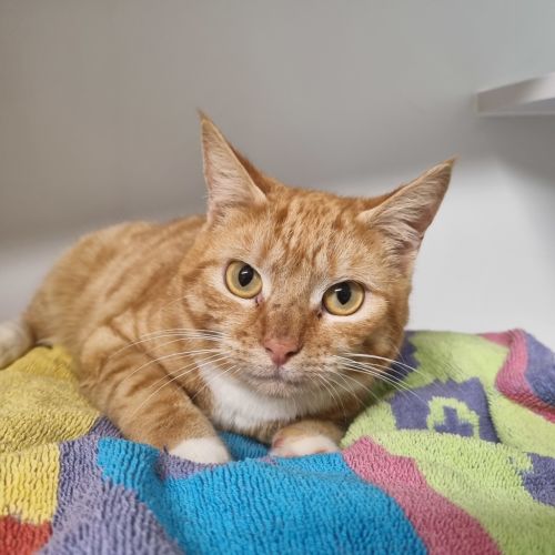 Marmalade