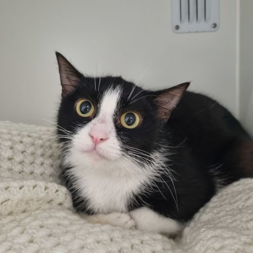 Minnie