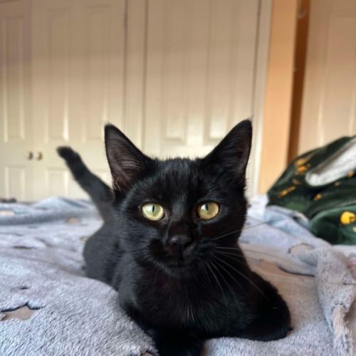 Shadow 🥰