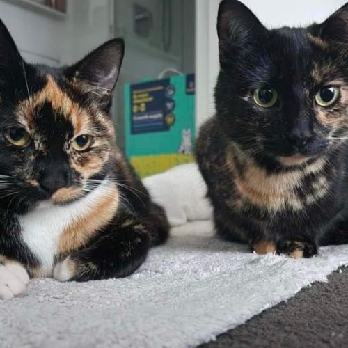 Duchess & Marie 👑🎀