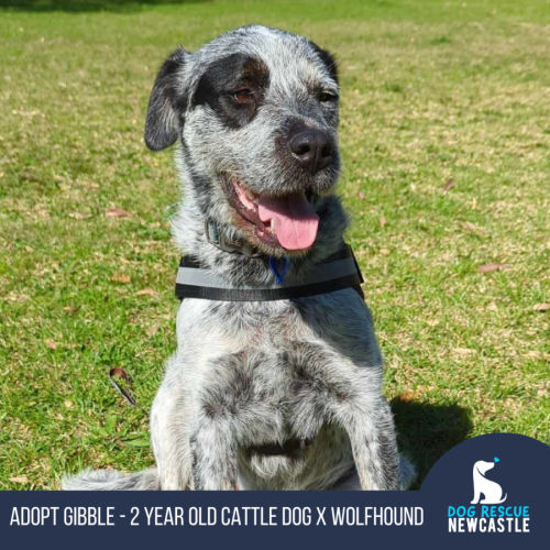 Gibble - 2 Year Old Cattle Dog X Wolfhound (Trial)