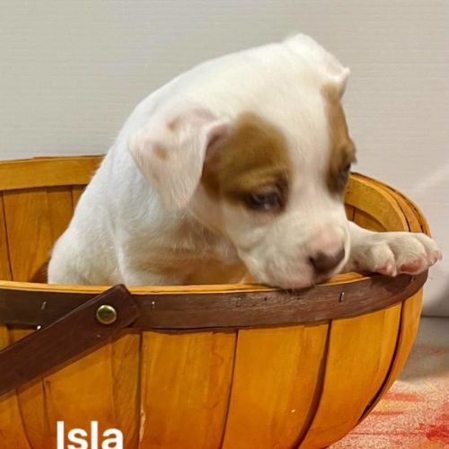 Isla