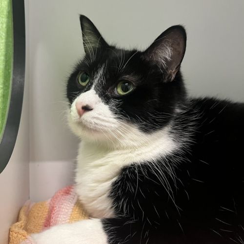 Peppy (bonded With Ivy)
