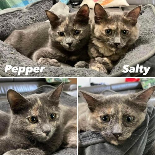 11065 - Pepper 