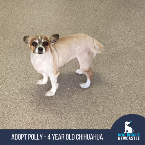 Polly - 4 Year Old Chihuahua