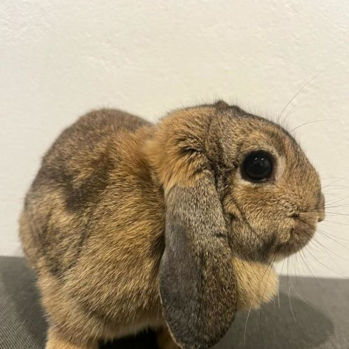 Morgan- Meet me at PETstock Engadine!