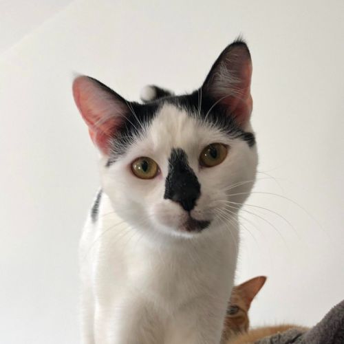Cora