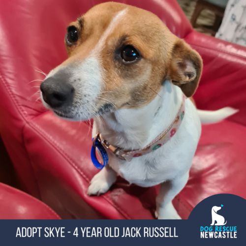Skye - 4 Year Old Jack Russell Terrier (trial)
