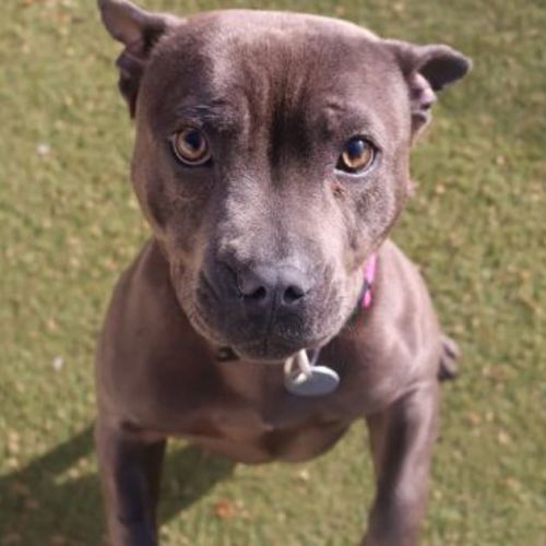 Staffiny Blue Roo