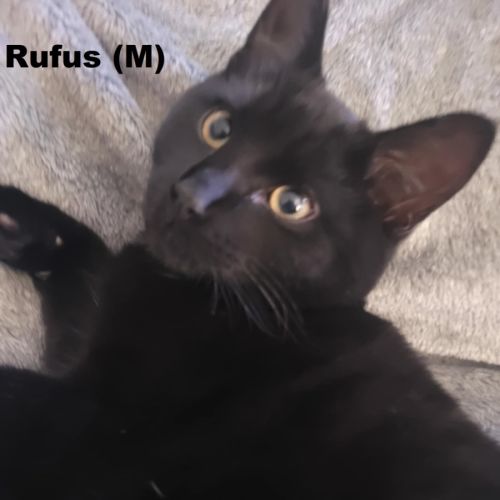 Rufus