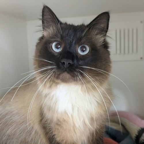 🧀 Cheddar 5313 🧀