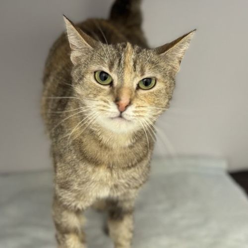 Mimi