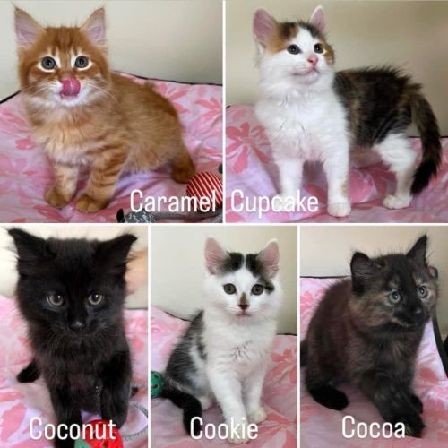Caramel, Coconut, Cocoa, Cookie & Cupcake