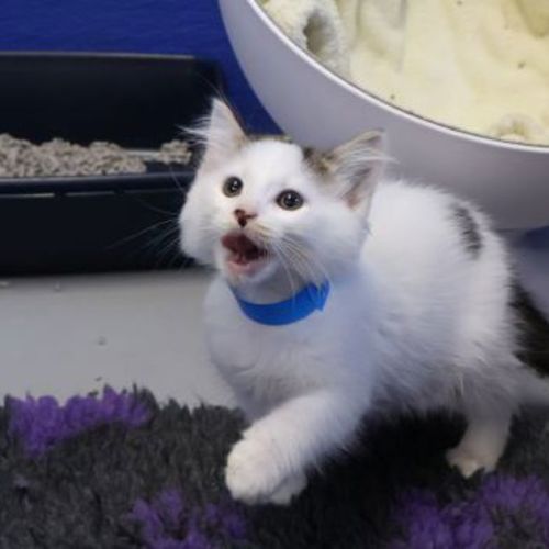 Pippin