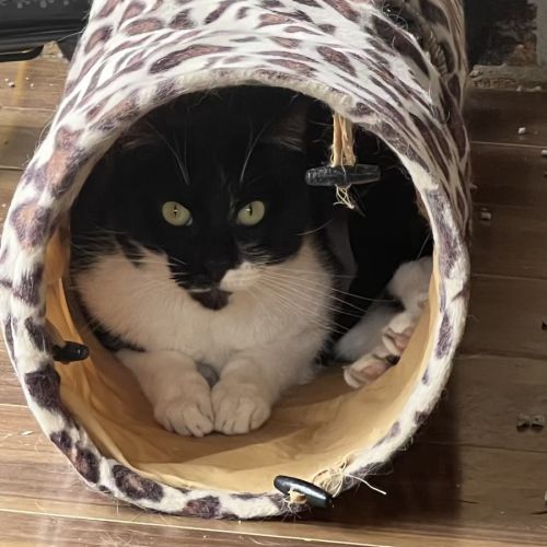 Sylvester Meet me at Petstock Mornington