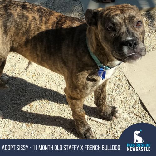 Sissy -11 month Staffy X Frenchie(On Trial 10/9/24