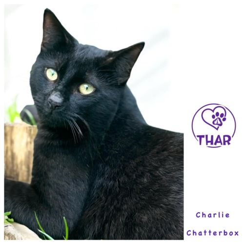 Charlie Chatterbox