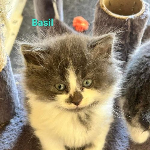 Basil