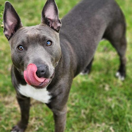 🏏 Sharon Strzelecki 5432 🏏