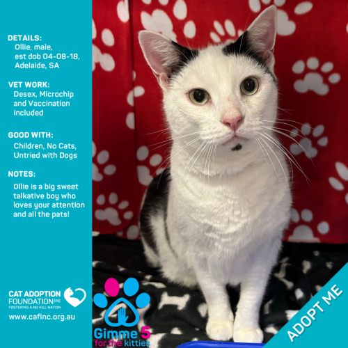 Ollie Only $39 Limited Time!