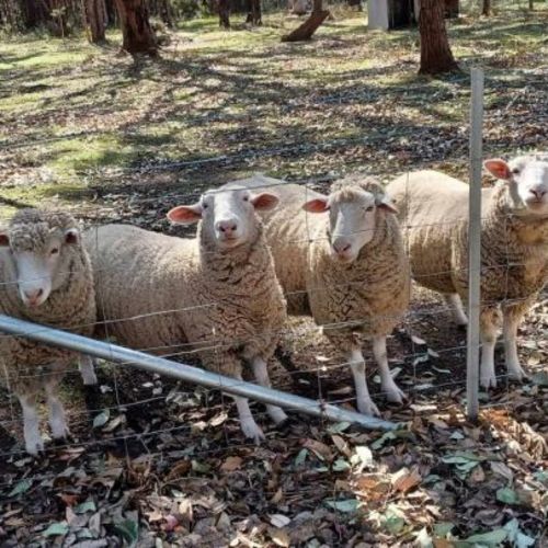 Big mumma, Molly, Milton & Curly Shirley
