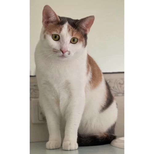 No photo for 9580 Sephy