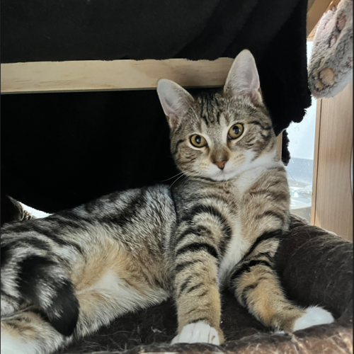 juno