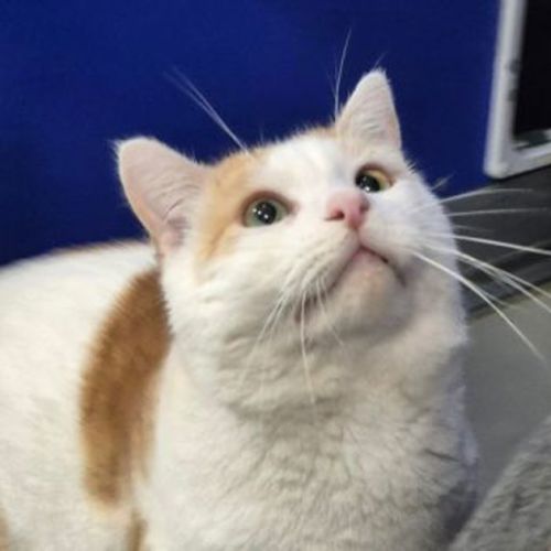 Big Bob
