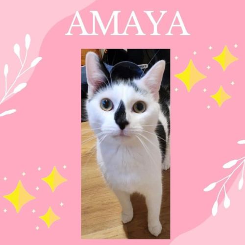 Amaya
