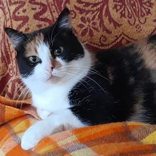 Apricot