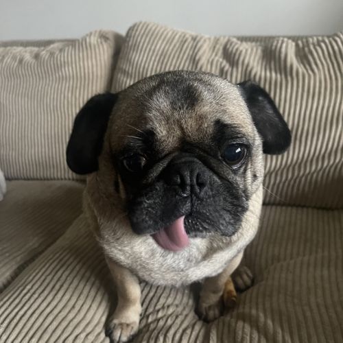 Dougie