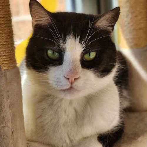 🐦 Carlo 5437 🐦