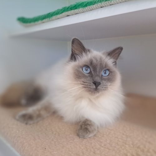 Rosie 