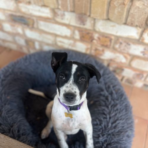 Stella