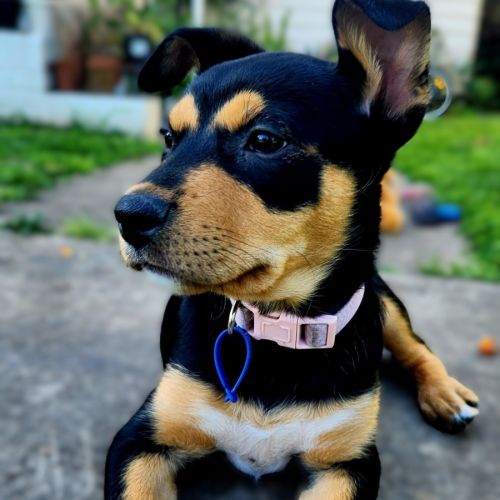 Gretel - 11 Week Old Kelpie X (Trial)